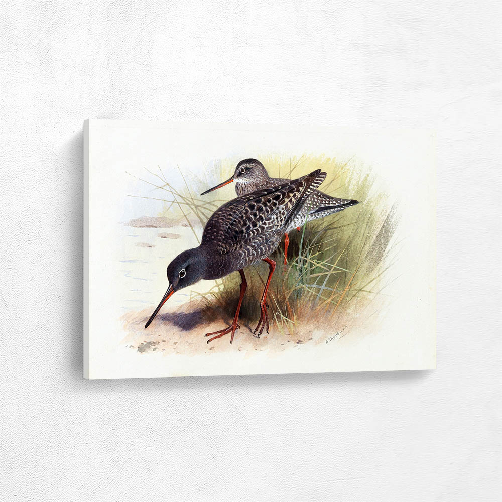 Dusky Redshank