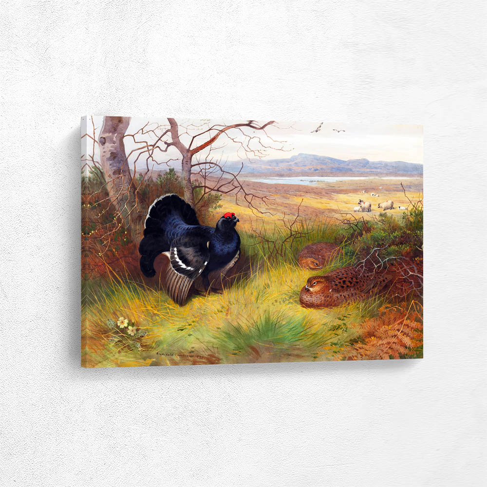 Caperaillies Courting