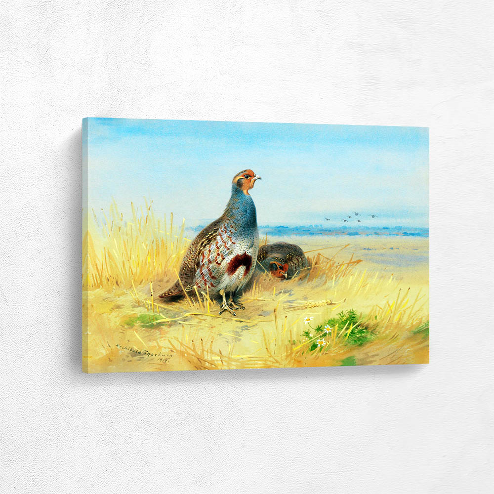 Partridges in the Fields