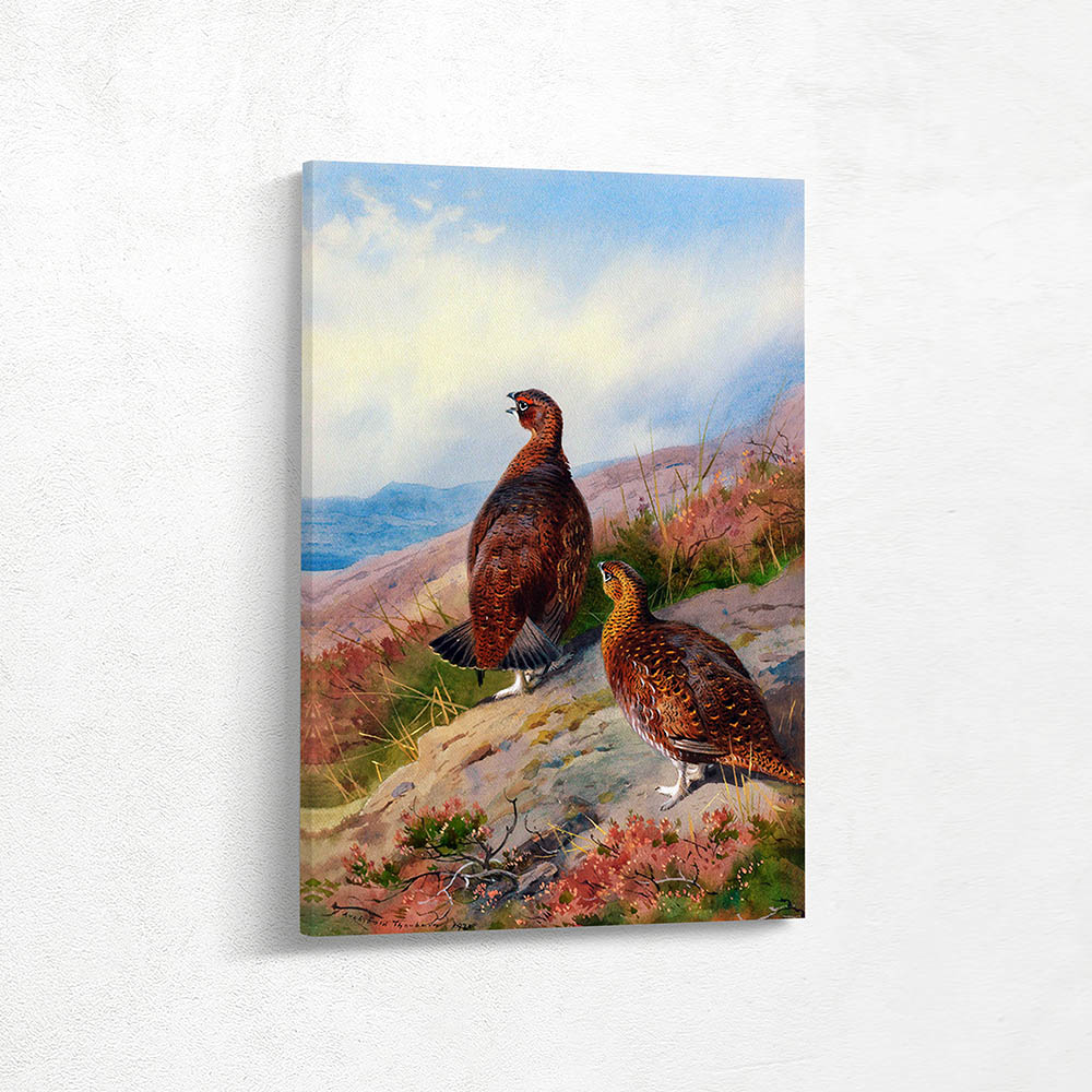 Red Grouse