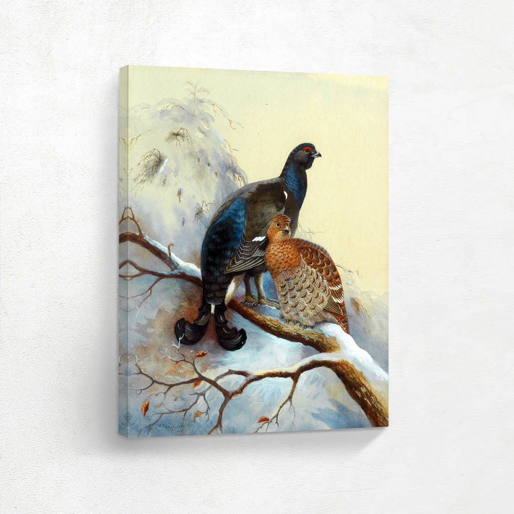 Black Grouse on Snowy Branch