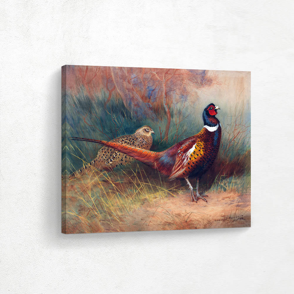 Cock and Hen Pheasant