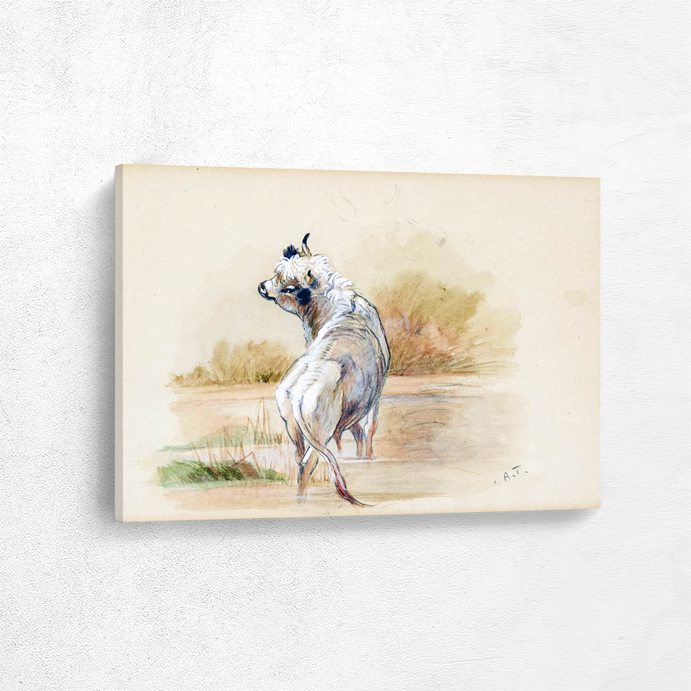 Study of a White Bull