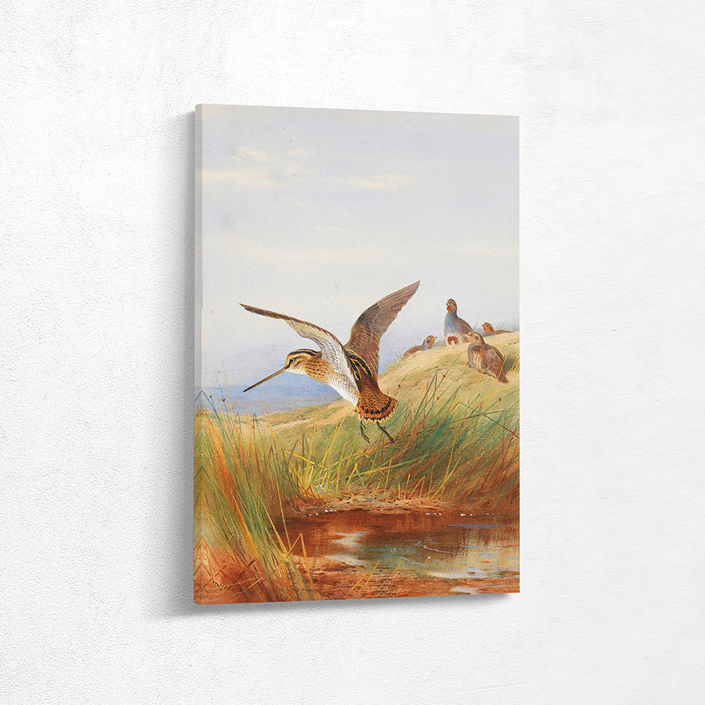 Common Snipe and Grey Legged Partridge