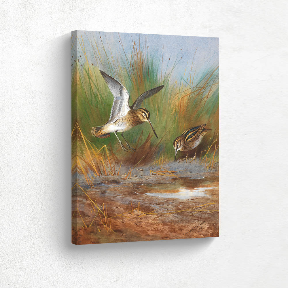 Common Snipe and Jack Snipe Watering