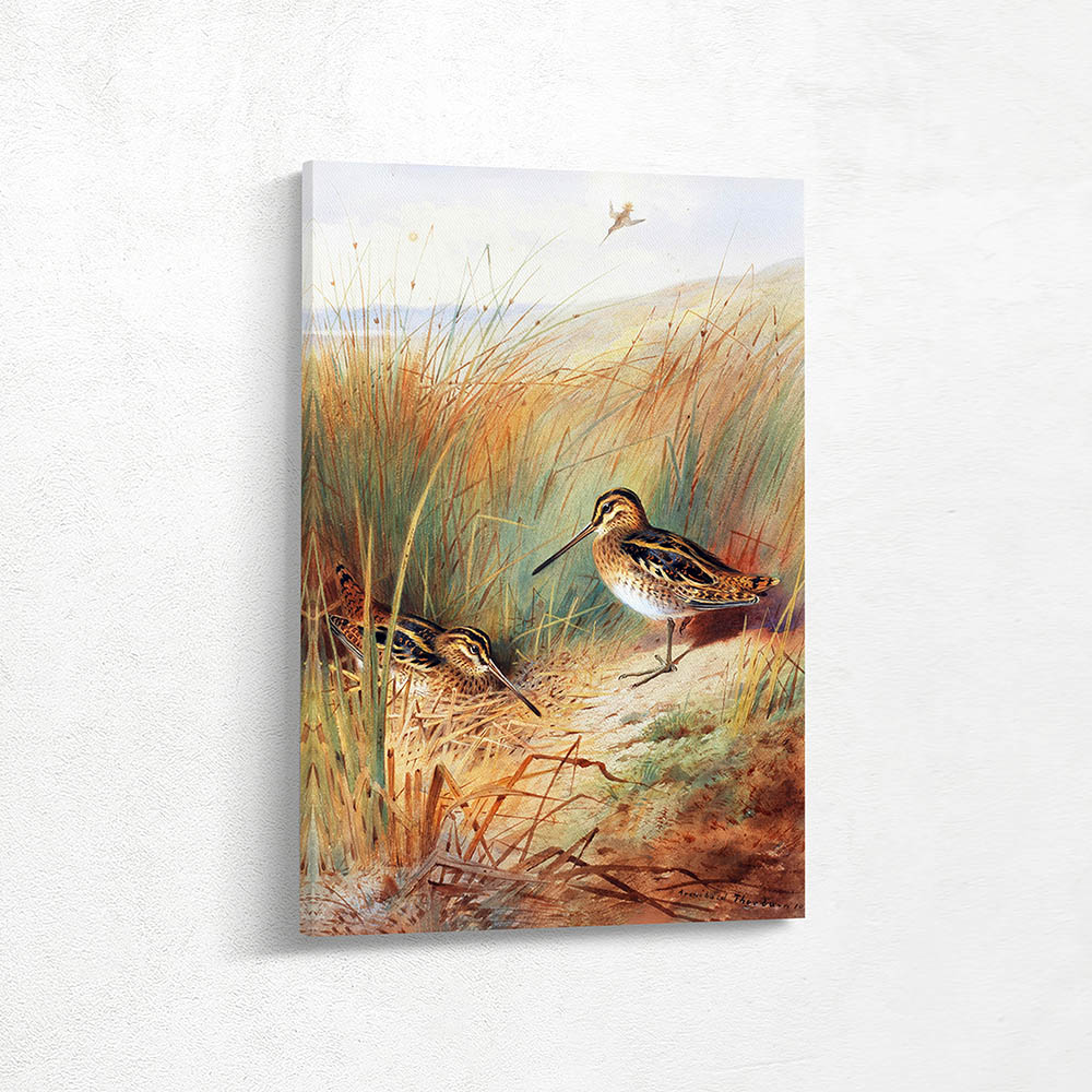 Common Snipe Nesting