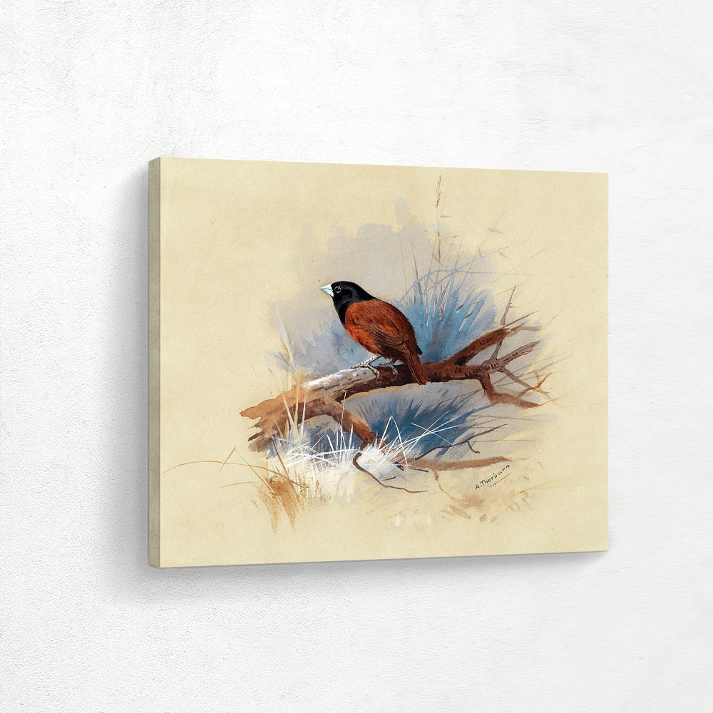 A Nepalese Black Headed Nun in the Branch of a Tree