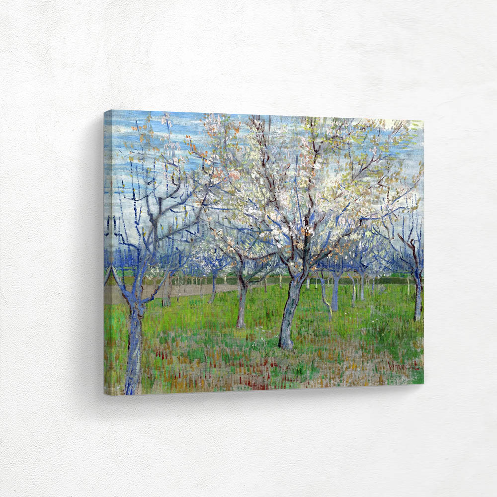 Orchard with Blossoming Apricot Trees
