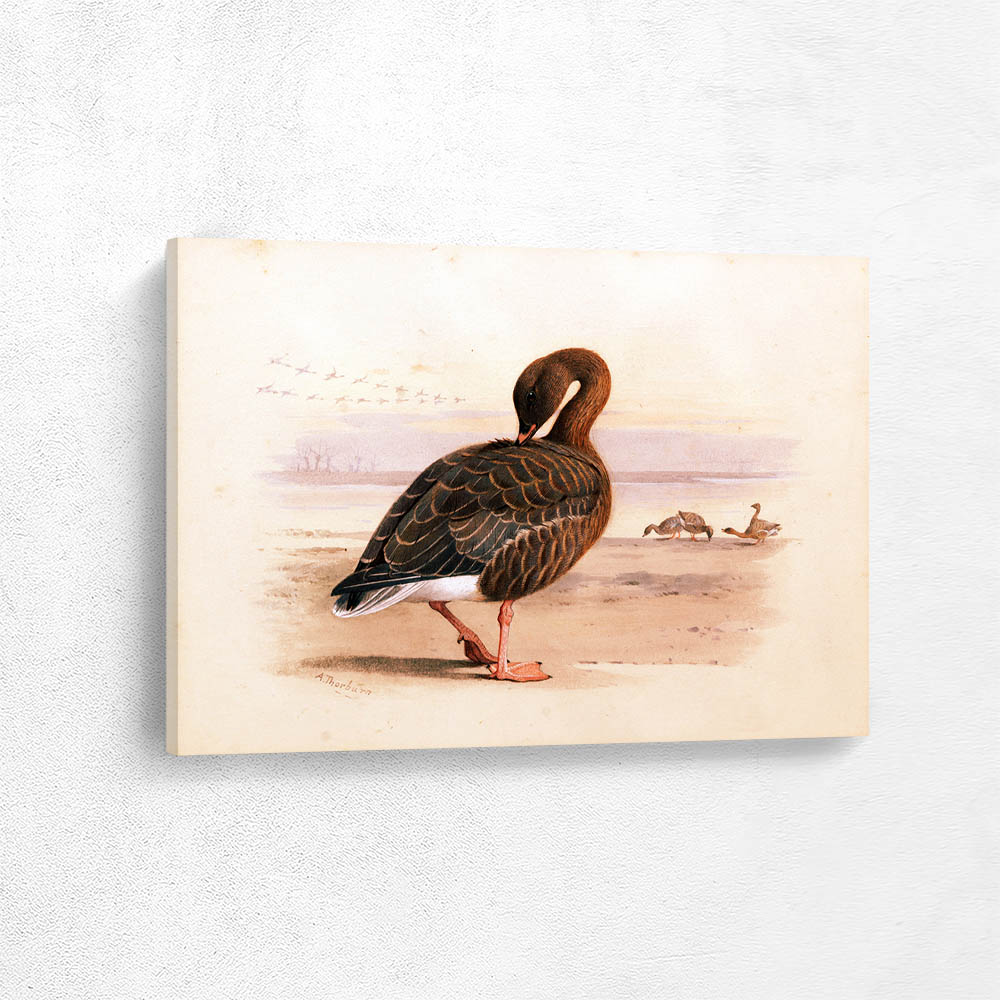 A Goose with Pink Feet