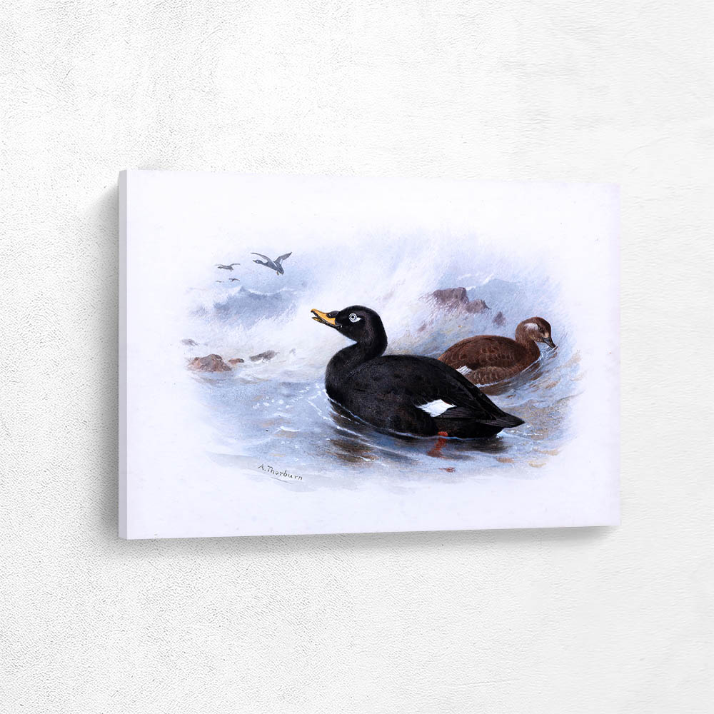 Velvet Scoter