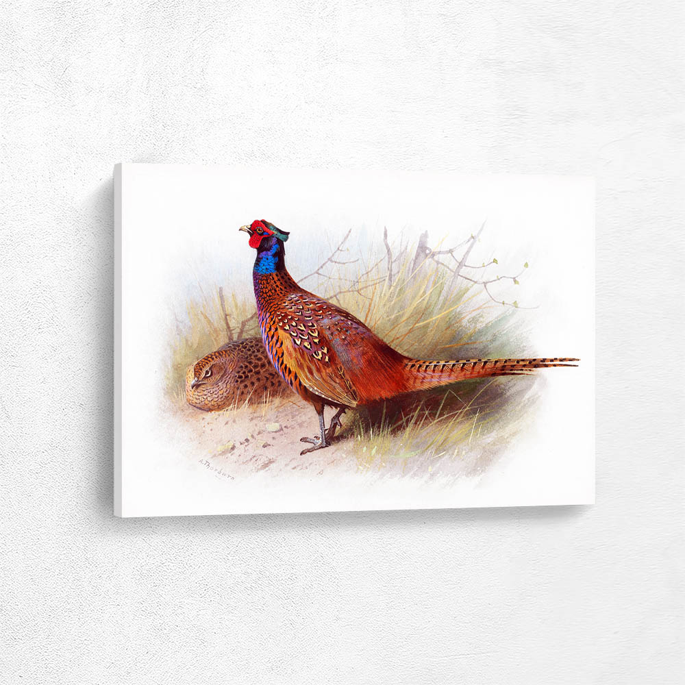 Pheasants in the Grass