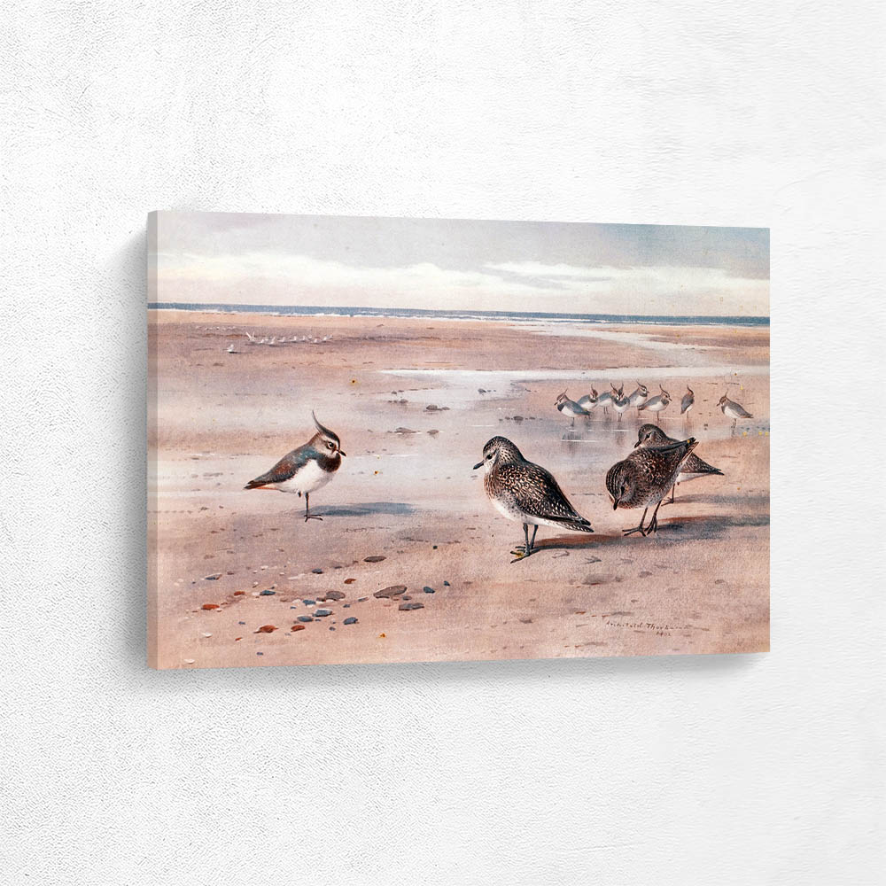 Lapwing and Golden Plover