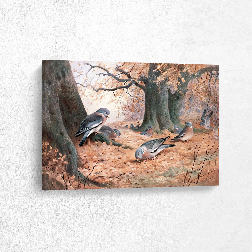 Wood Pigeon on Beech Mast