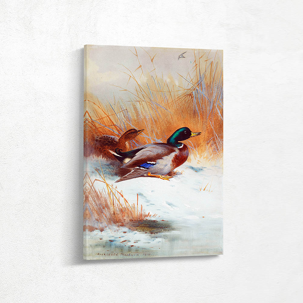 Mallards on the Snow