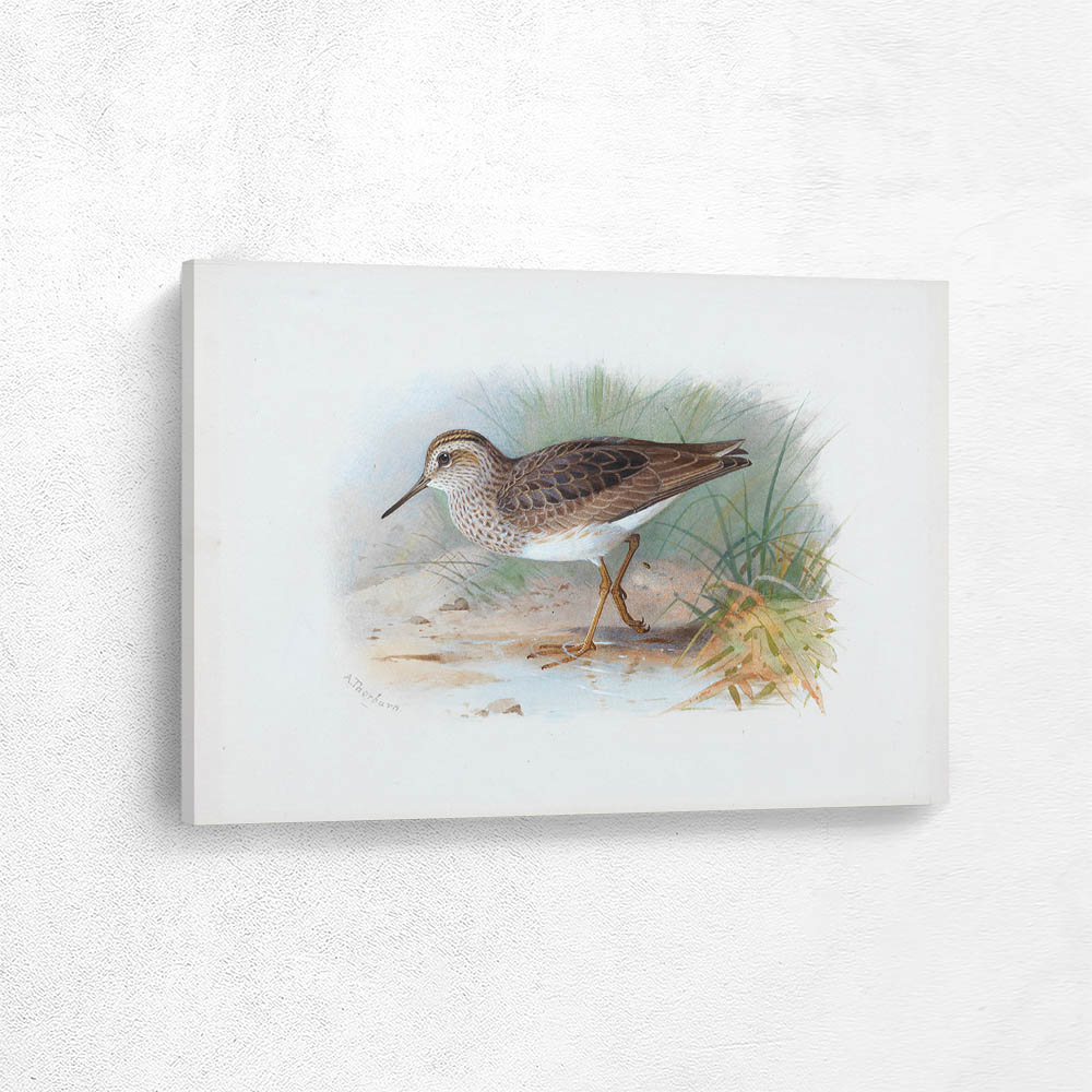 Pectoral Sandpiper