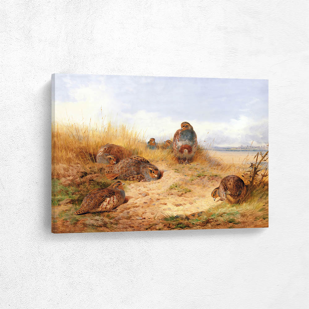 Basking in the Noonday Sun a Covey of Grey Partridge