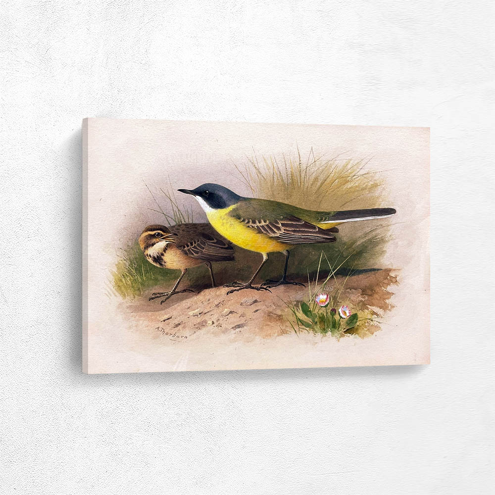 Yello Wagtail