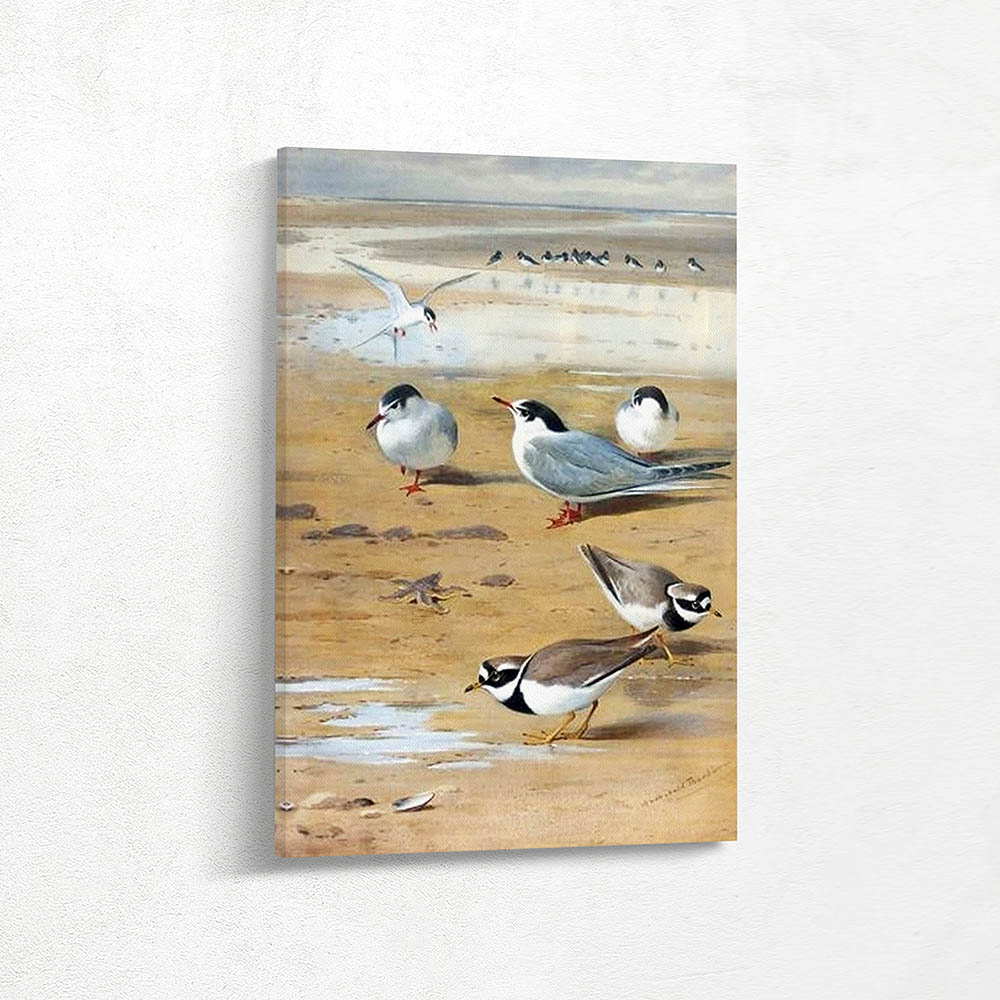Tern