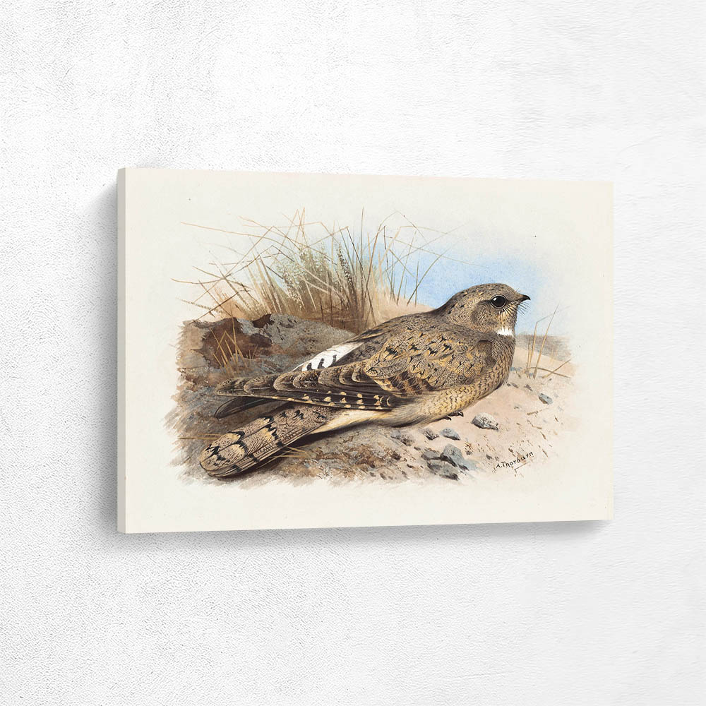 An Egyptian or Isabelline Nightjar