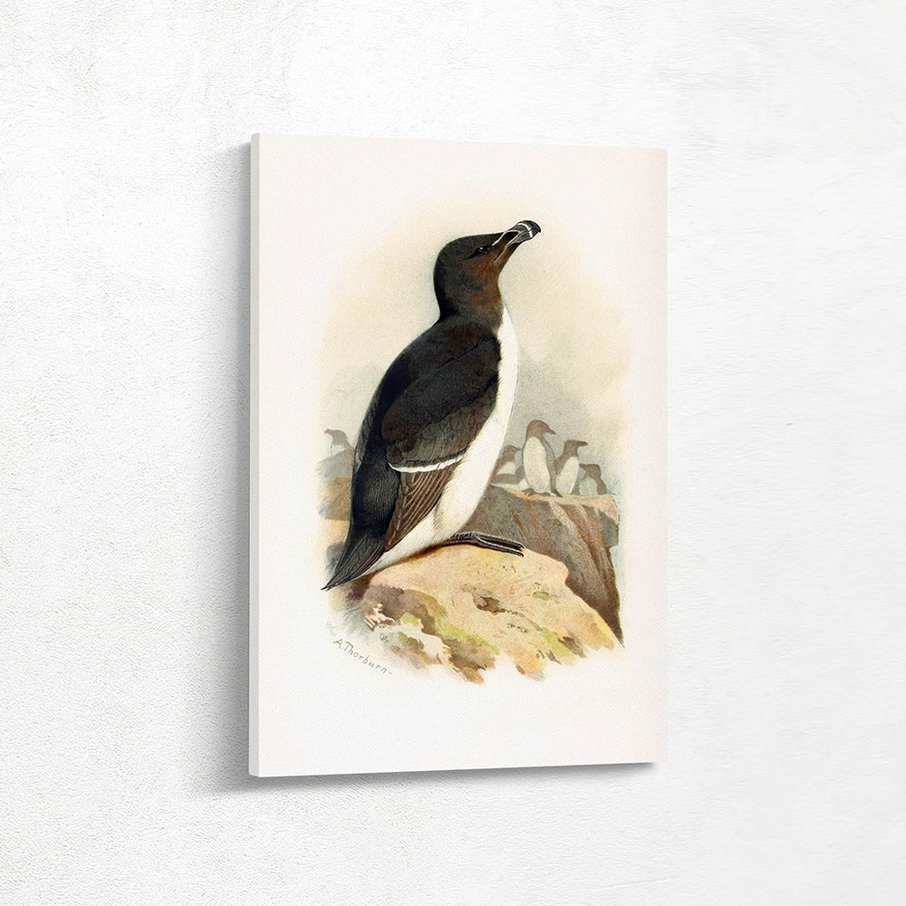 Razorbill