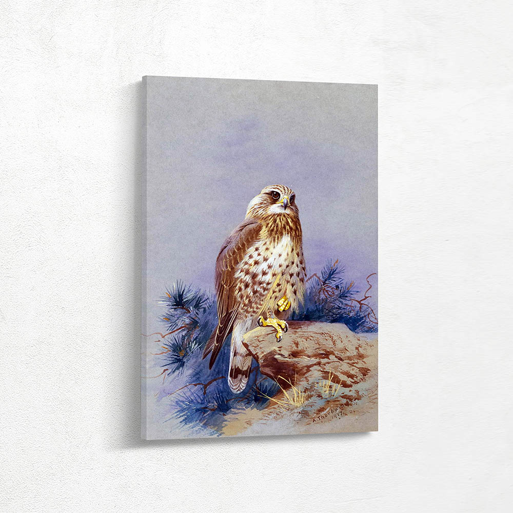 Rough Legged Buzzard