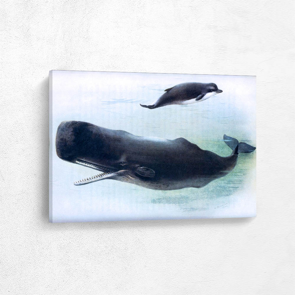 Bottlenose Whale and Sperm Whale