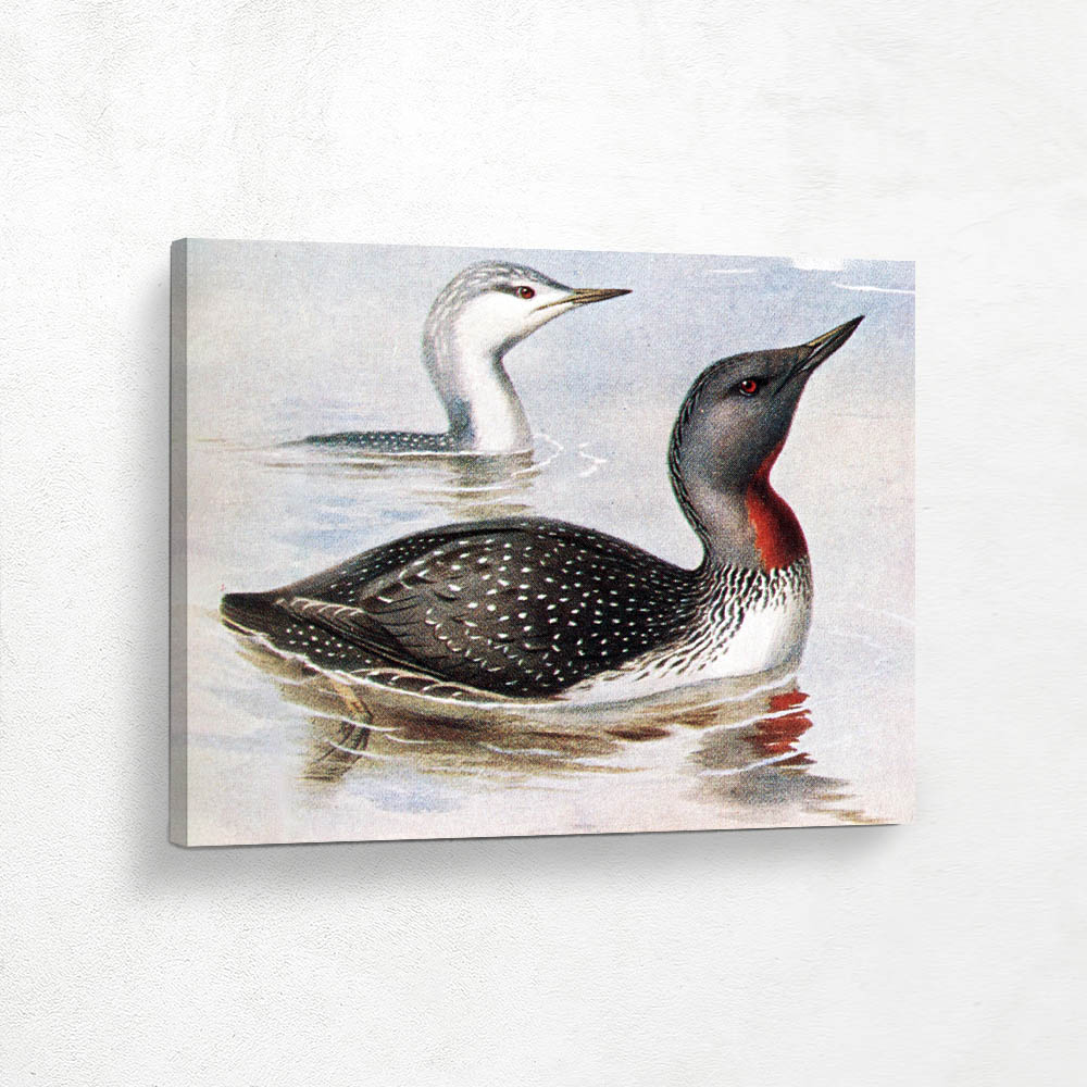 Red Throated Diver