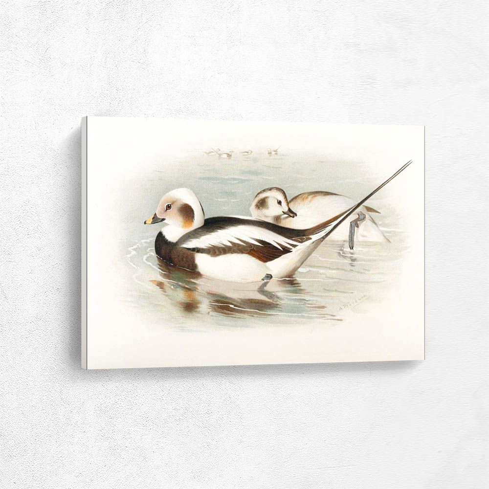 Long Tailed Duck