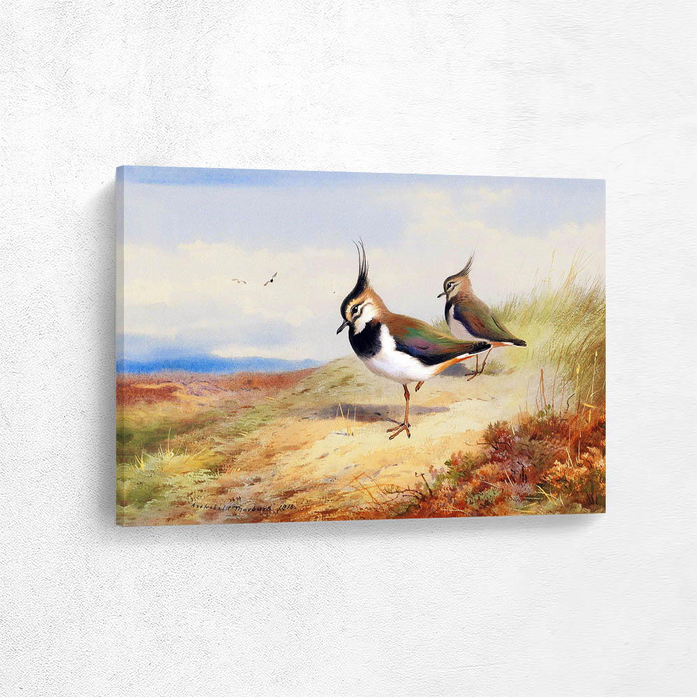 Two lapwings in a moorland landscape