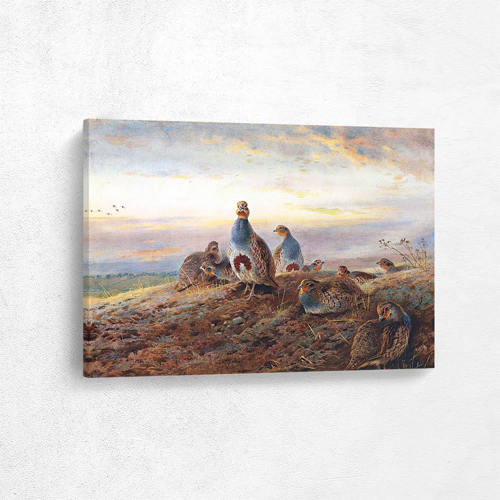 The Brightening Dawn Partridge