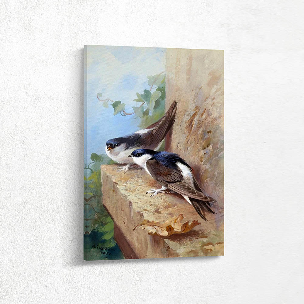 House Martins on a Ledge