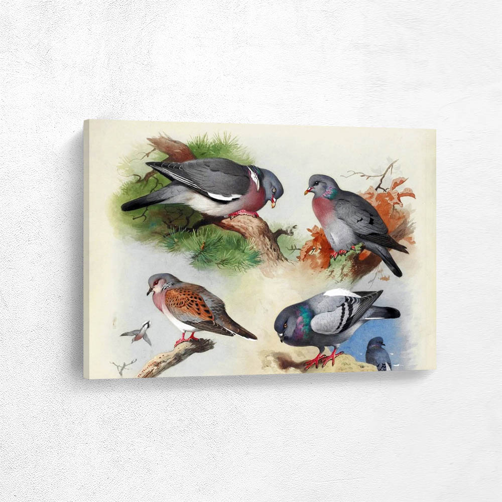 A Wood Pigeon a Stock Dove a Turtle Dove and a Rock Pigeon