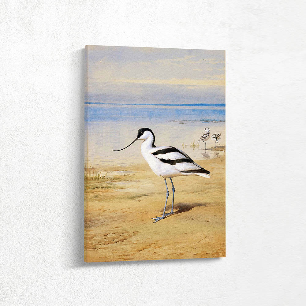 Avocet