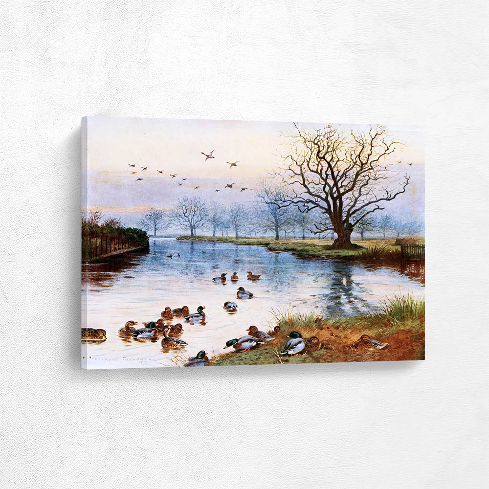 Mallards Coming in to the Wild Duck Pond