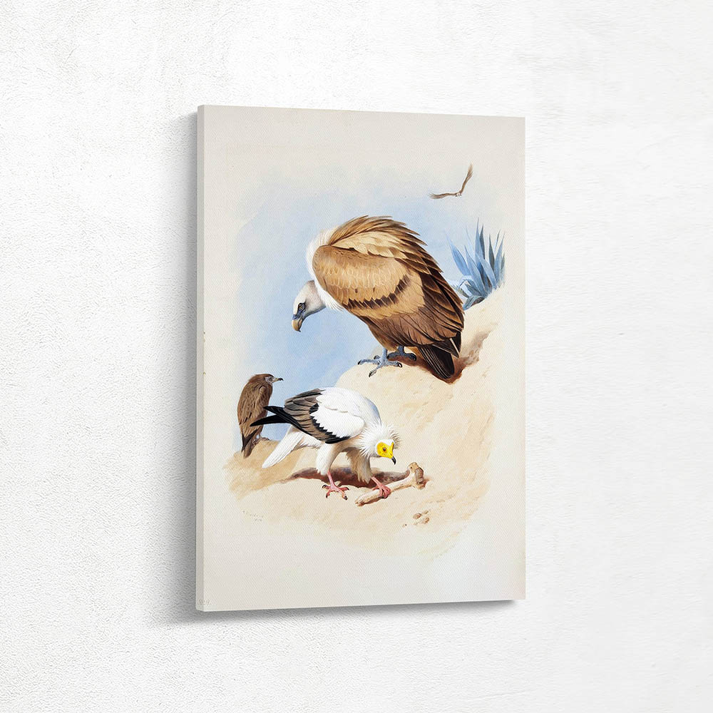 Griffin Vulture and Egyptian Vulture