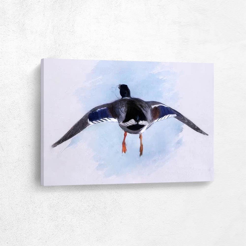 Mallard Duck in Flight from Behind