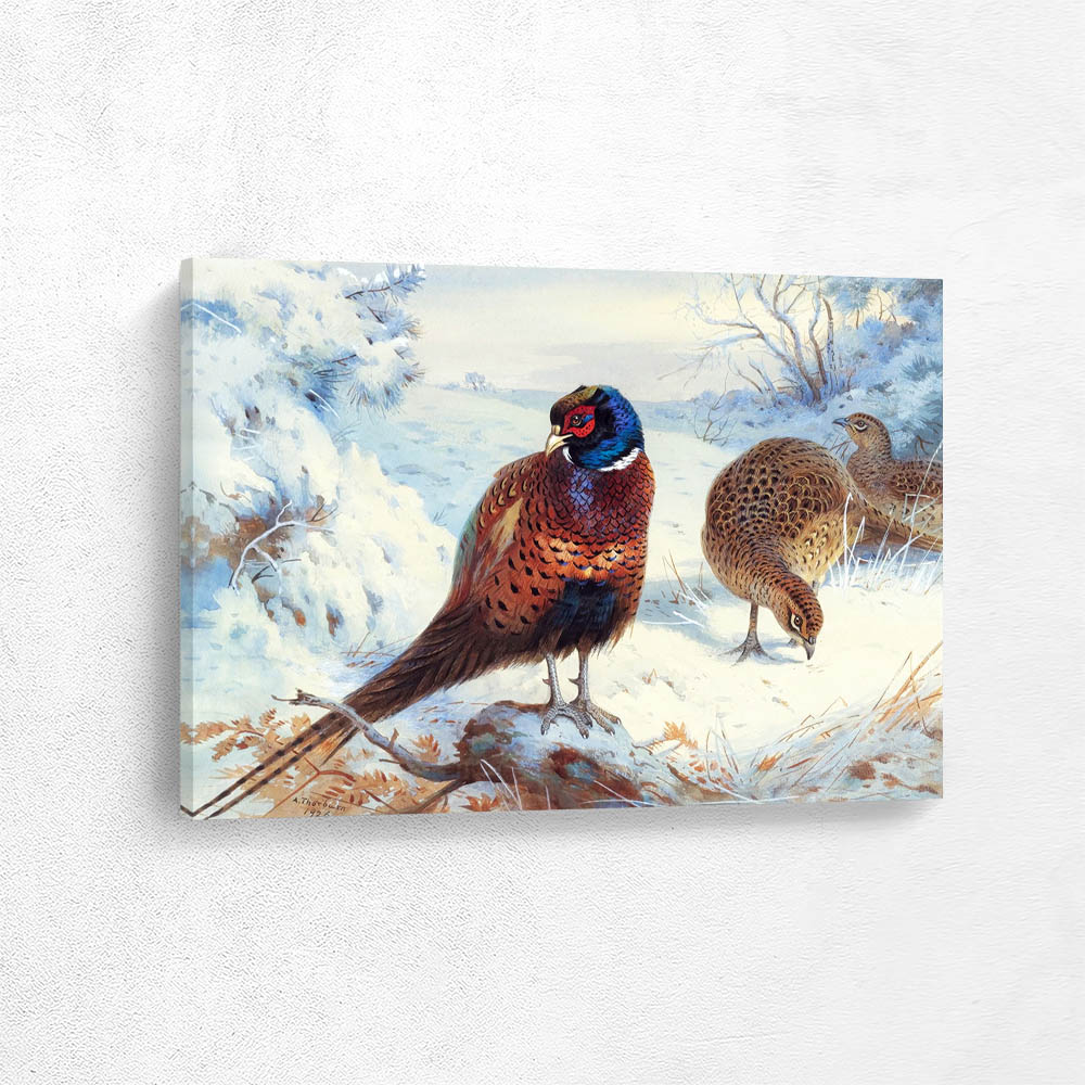 Cock and Two Hen Pheasant in Winter