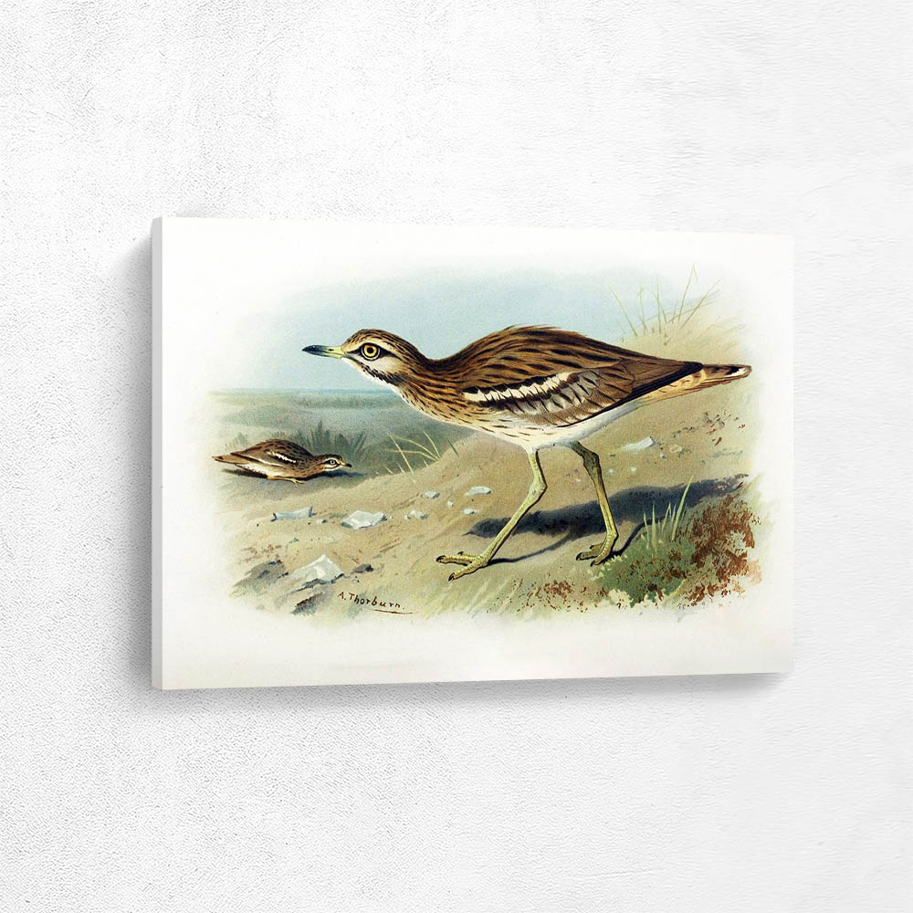 Stone Curlew
