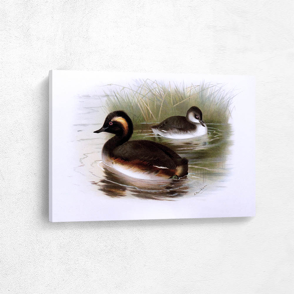 Black Necked Grebe
