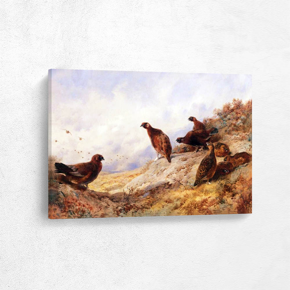 Grouse on a Rock
