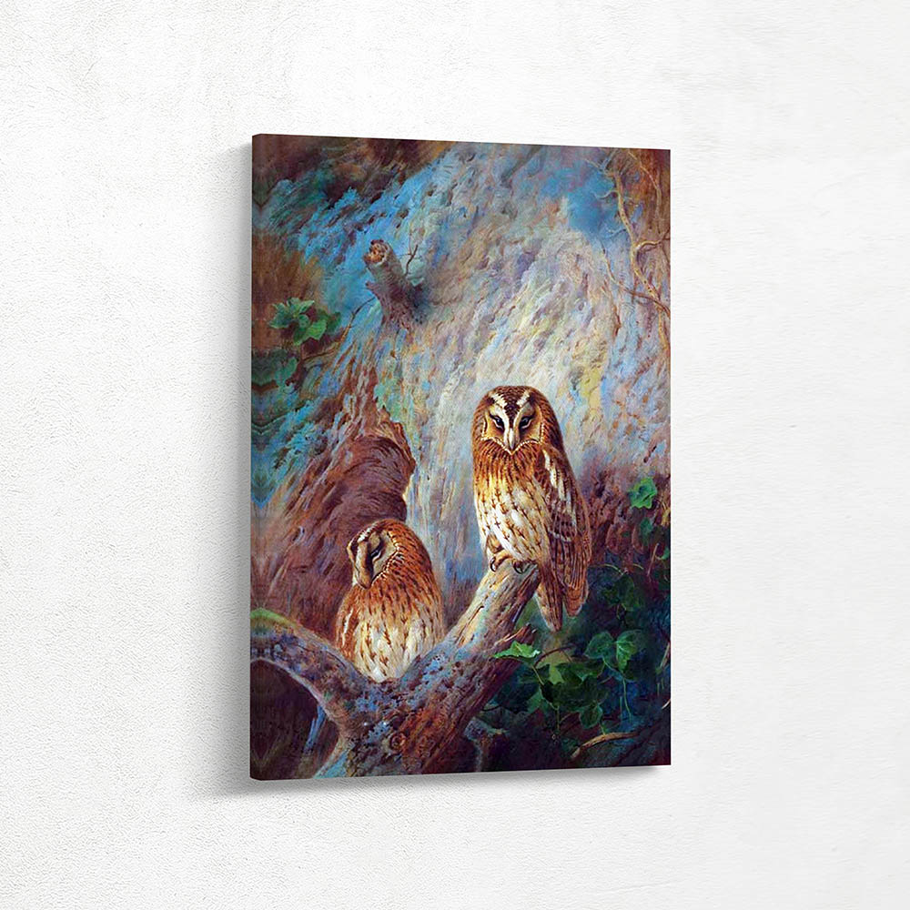 Tawny Owls