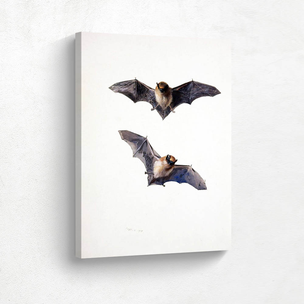 Whiskered bat