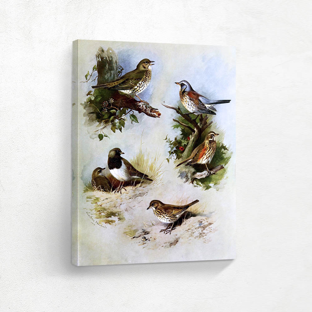 Various Birds in Various Settings