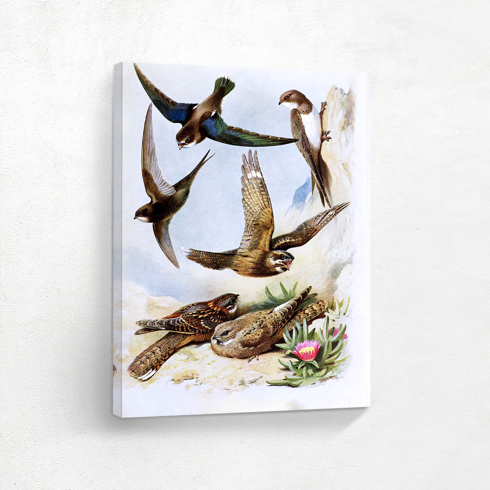 Various Birds