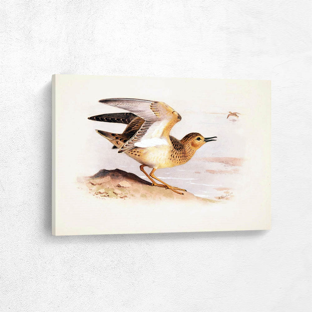 Buff Breasted Sandpiper