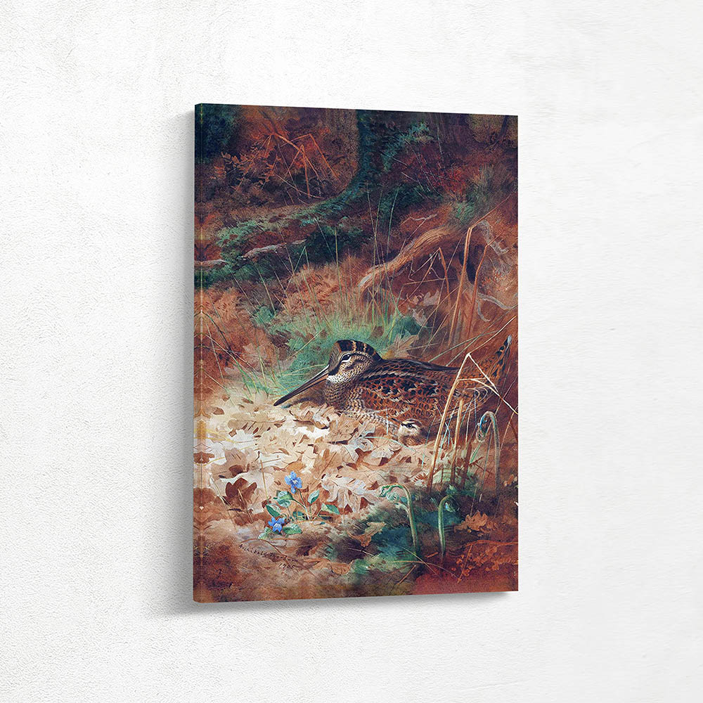 A Woodcock and Chick in Undergrowth