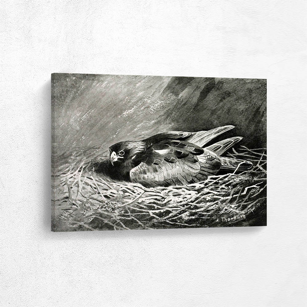 Golden Eagles Nest in the Aviary