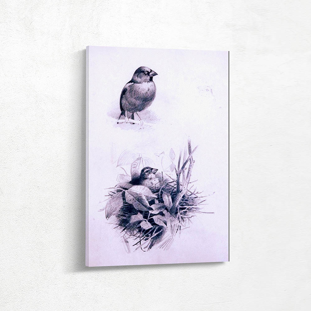 Study of Hawfinches