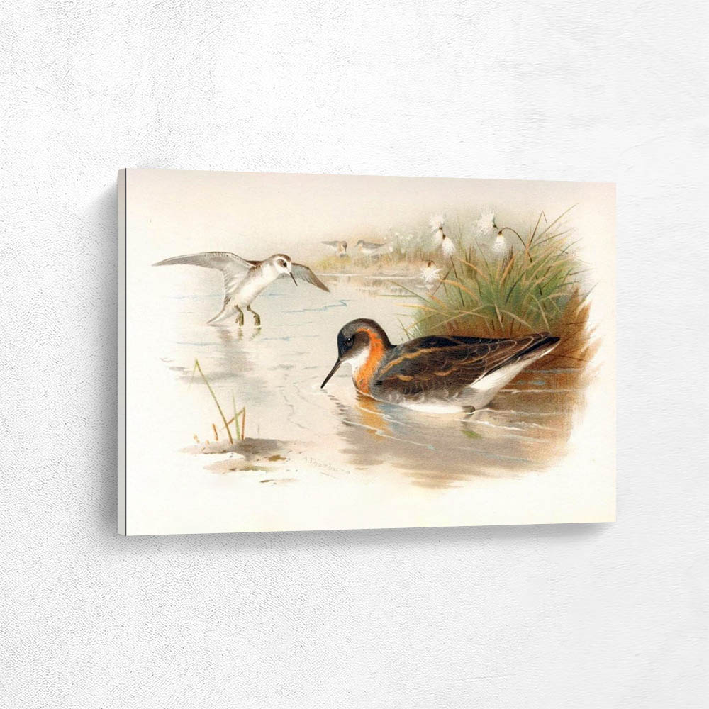 Red Necked Phalarope