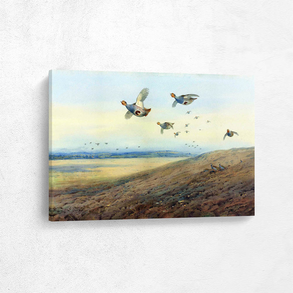 English Partridge in Flight Red Legged Partridge Below